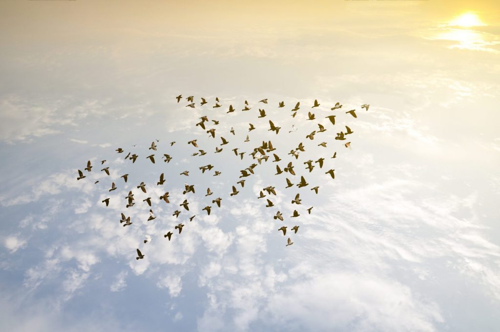 Vögel fliegen in Pfeilformation als Metapher für PSD2 – Finanzinstitute zu ihrem Glück gezwungen