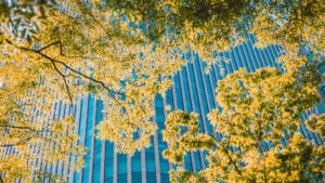 Baum vor Hochhaus als Sinnbild für die Rolle von Banken bei der Biodiversitätskrise